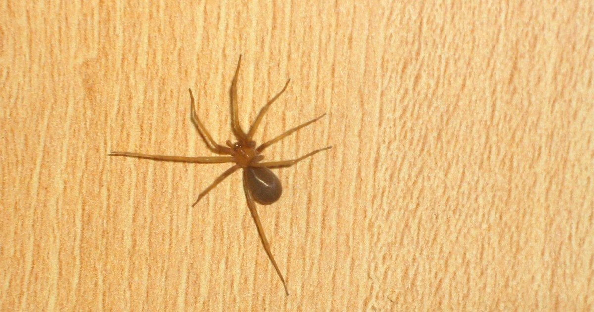 Araña de rincón: Perú fabrica su propio antídoto contra su mordedura, y estas son las señales que no debes ignorar