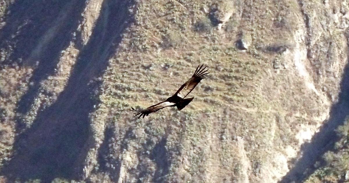 A GPS-tagged condor chick and a whale that swam over 13,000 km: the animal journeys amazing scientists