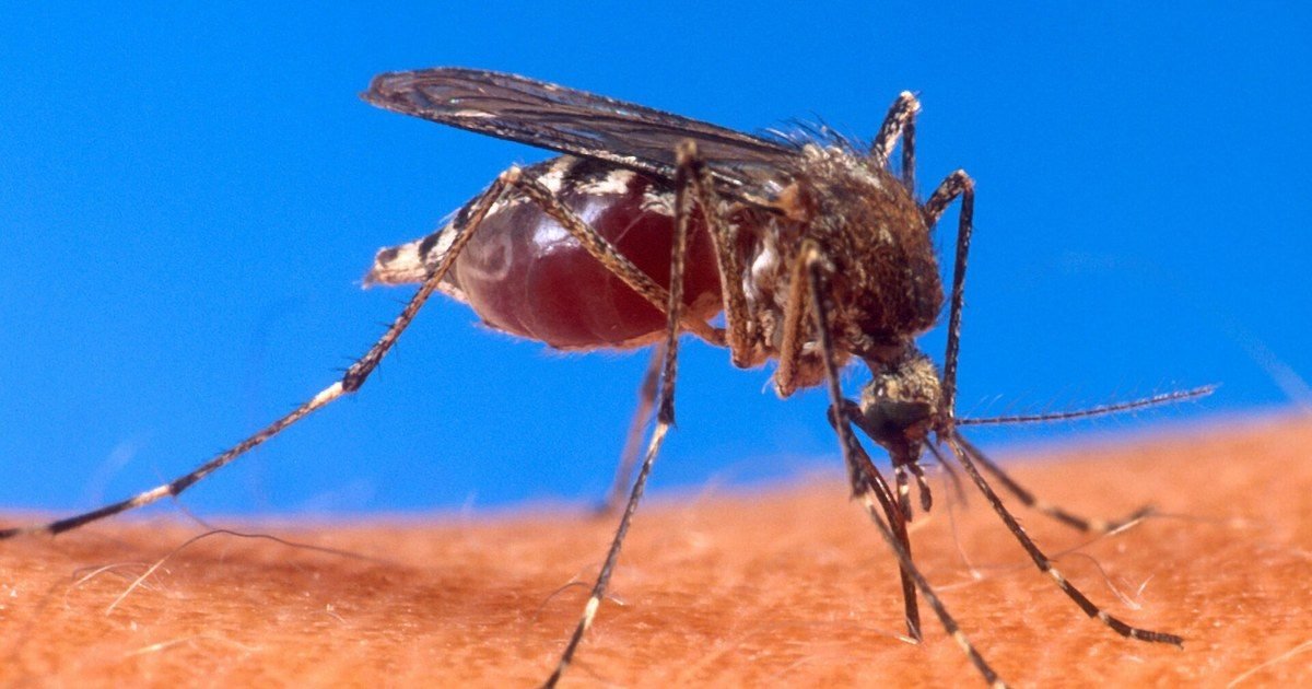 Dengue en Perú: más de 71.000 casos y 75 muertes, 27 de ellas menores de edad. Los signos de alarma que no debes ignorar