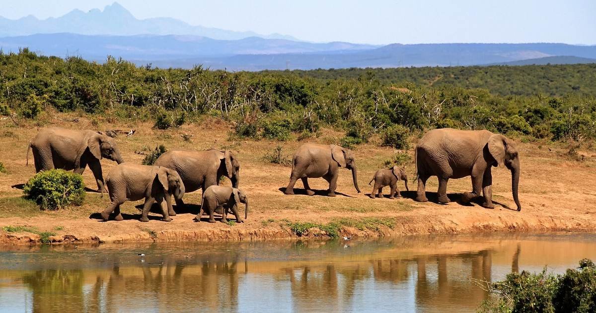 Elephants "listen" with their feet: they can sense ground vibrations from miles away