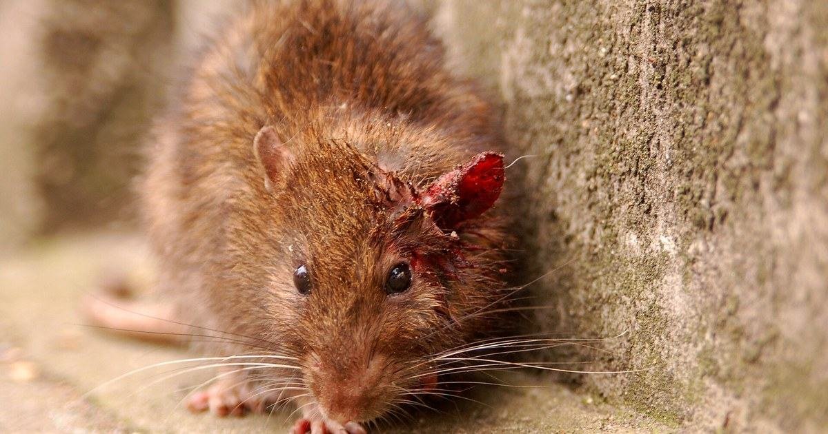 Leptospirosis rompe récord en Perú: 50 muertes y casi 14.000 casos en 2026, más que en los últimos cuatro años juntos