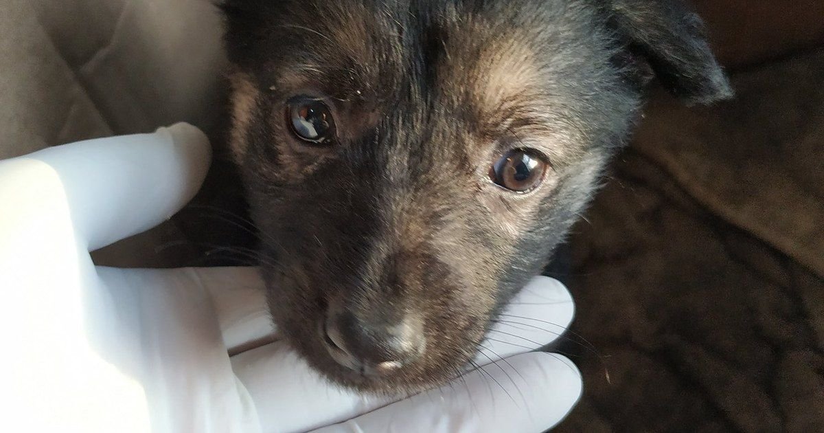 Monte Grande: vecinos filmaron a un hombre enterrando vivo a su perro y lograron rescatarlo