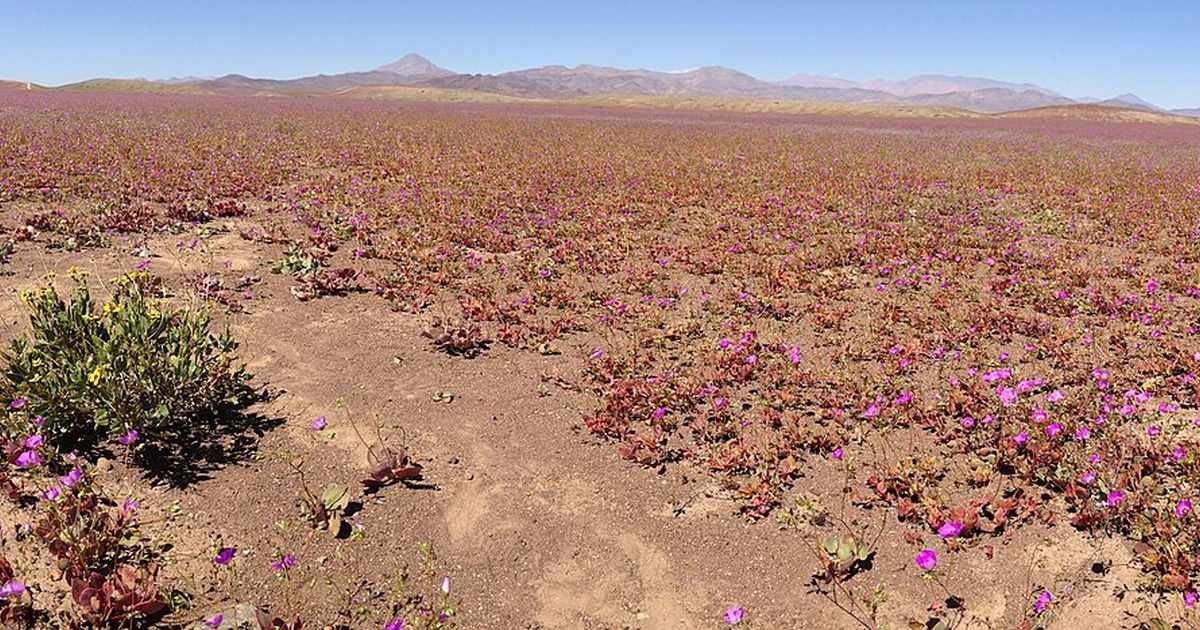 The world's driest desert bursts into bloom: inside Atacama's "flowering desert"