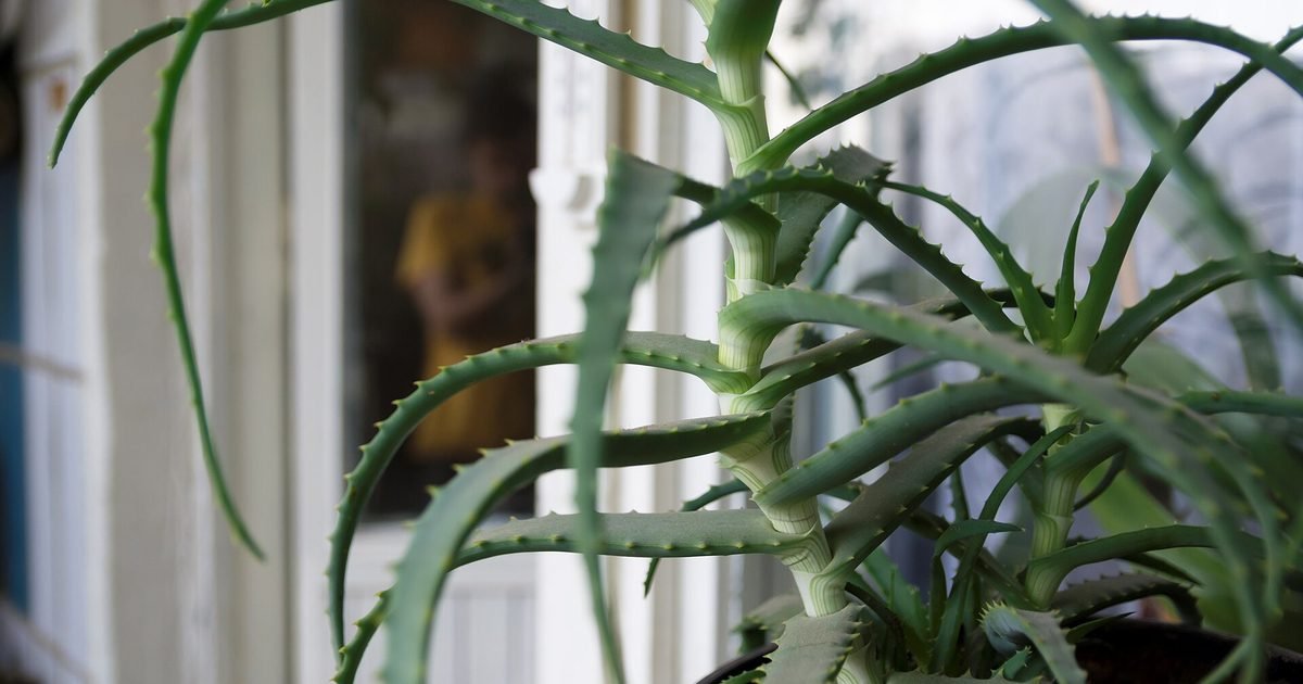 The mistake that kills most houseplants (and it isn't forgetting to water)