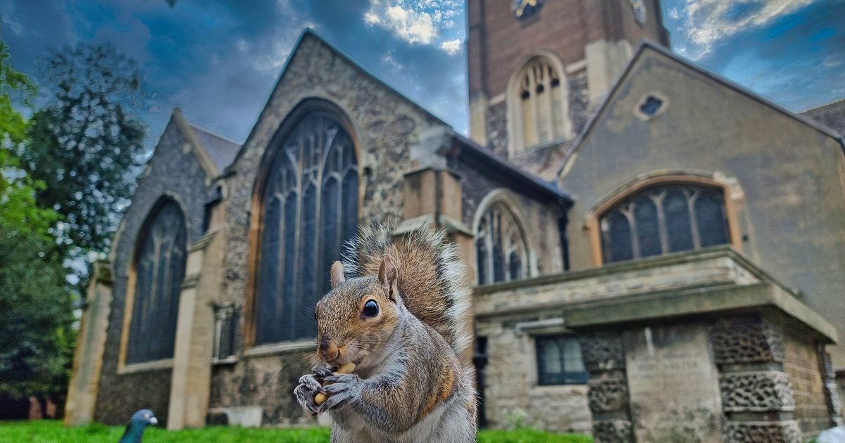 The year's funniest animal photos are taking over social media again: the contest that makes us laugh and protect nature