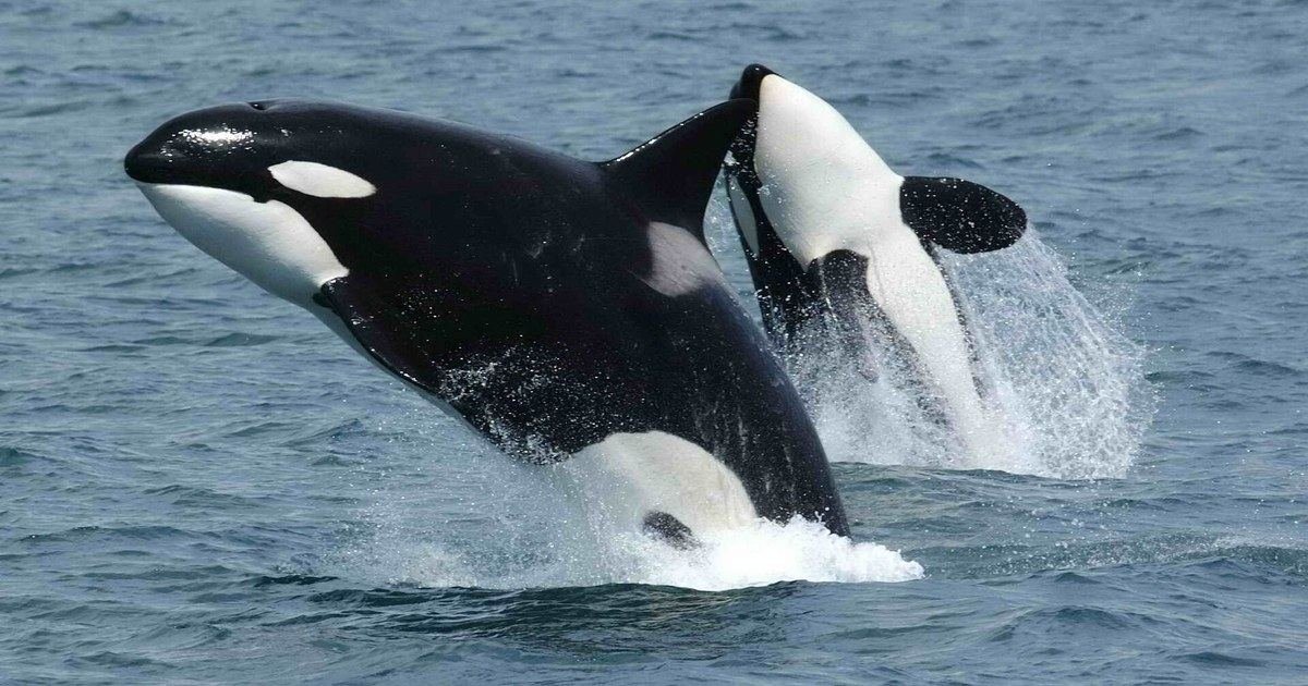 Las orcas que hacen huir a los tiburones blancos: el duelo de gigantes del océano que tiene asombrados a los científicos