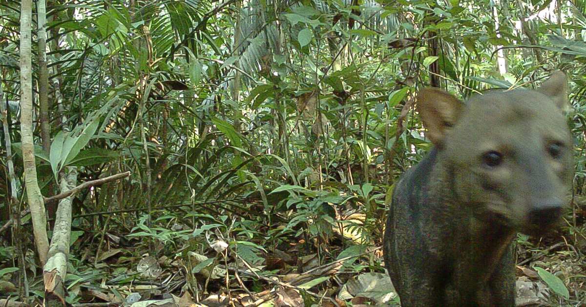 The Amazon's "ghost dog": the wild canid almost no one has seen, now being revealed by camera traps