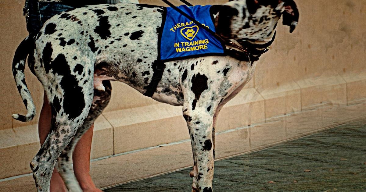 Why do big dogs live shorter lives? What science says about the canine biological clock