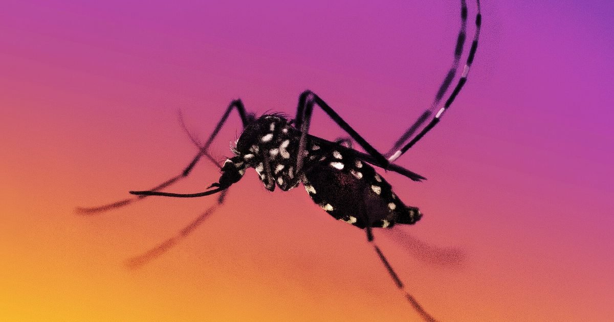 Mosquito bites: what really relieves the itch and which myths to forget
