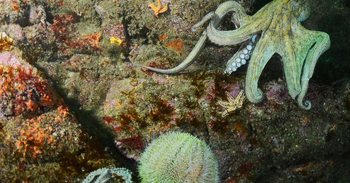 Do octopuses dream? The color changes during sleep that fascinate scientists