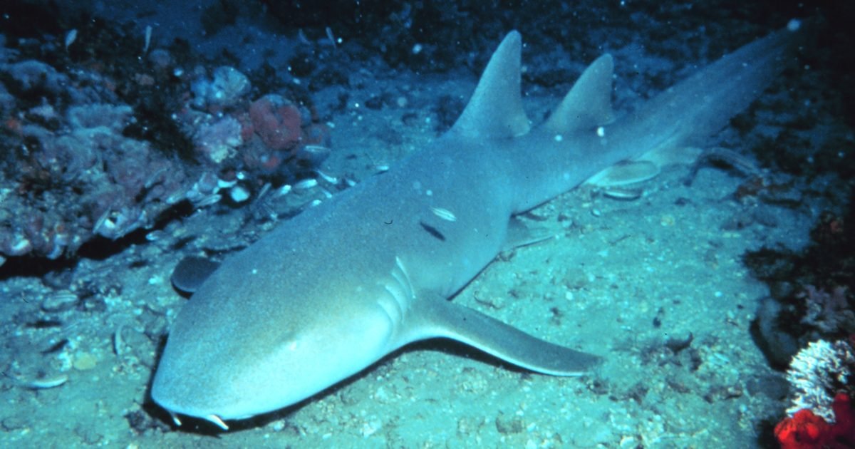 The nurse shark, the "gentle giant" that rests in piles and vacuums up its food