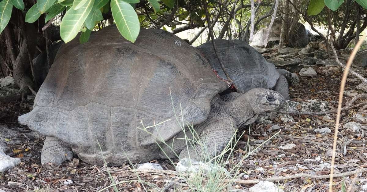 Jonathan, the 194-year-old tortoise: what his genes reveal about aging more slowly