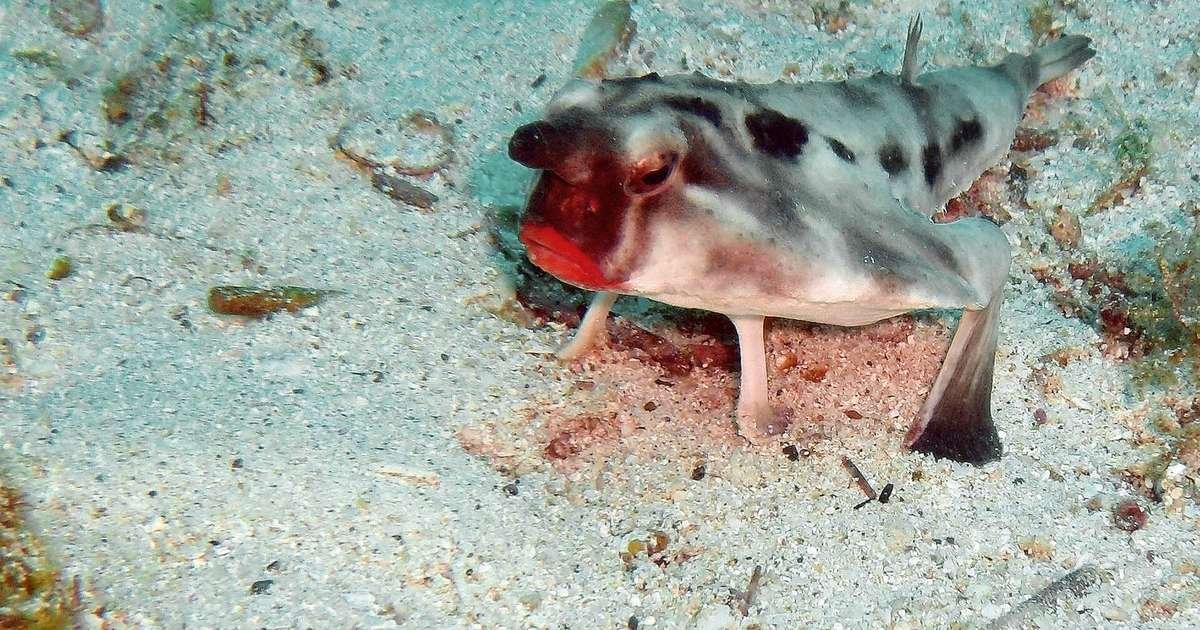 It looks AI-generated, but it's real: the red-lipped batfish of the Galápagos