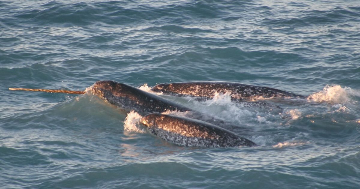 The mystery of the "unicorn of the sea": why the narwhal's tusk grows in a spiral yet comes out straight
