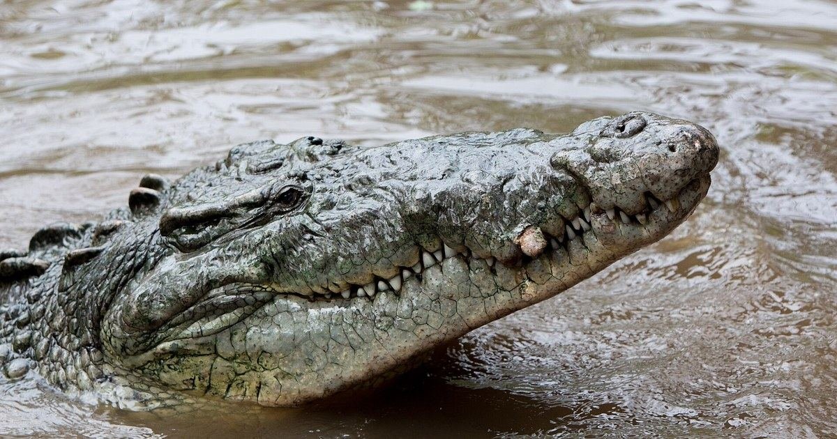 Serpientes, cocodrilos y agua contaminada: los peligros para la salud que llegan con las inundaciones (y cómo protegerte)